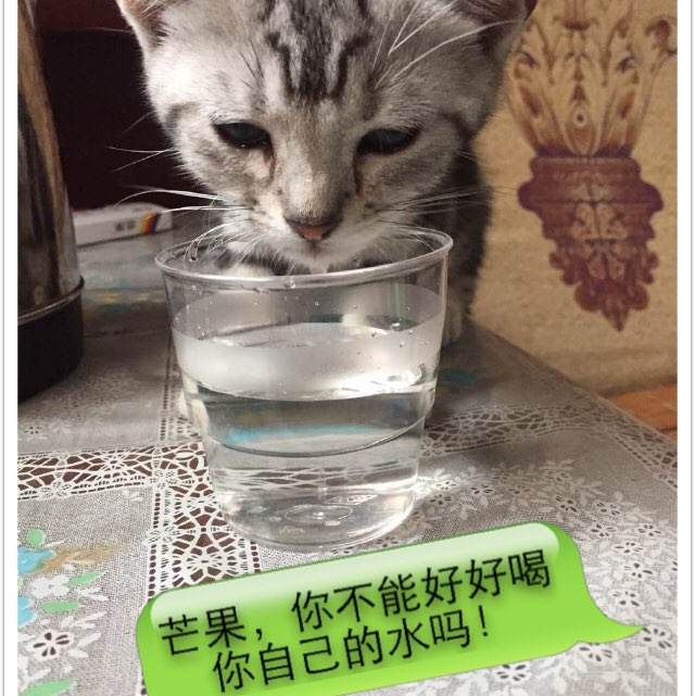 蒙古ID怎么仿制